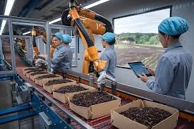 Workers sorting and packing spices in a clean processing facility. _ wholesale dealers
